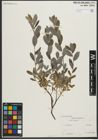 Foto von Salix repens subsp. repens L.